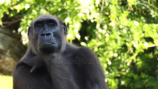 Gorilla's zijn grond-woning, voornamelijk plantenetende apen die bewonen de bossen van Centraal-Afrika. Gelijknamige geslacht Gorilla is onderverdeeld in twee soorten: oostelijke gorilla en Westelijke gorilla's. — Stockvideo