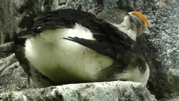 Papuchalk bělobradý (Fratercula arctica), také známý jako běžné puffin, je druh mořského ptáka v rodině alky. Je to pouze puffin původem z Atlantského oceánu. — Stock video