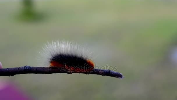 Oso lanudo oruga. La polilla tigre de jardín o gran polilla tigre (Arctia caja) es una polilla de la familia Erebidae. Arctia caja es una especie del norte que se encuentra en Estados Unidos, Canadá y Europa. . — Vídeos de Stock