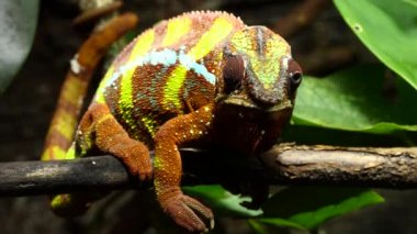 Panter bukalemun (Furcifer pardalis) Doğu ve Kuzey bölgelerinde Madagaskar tropikal orman biome bulunan bukalemun türüdür. Ayrıca, Reunion ve Mauritius girmiştir