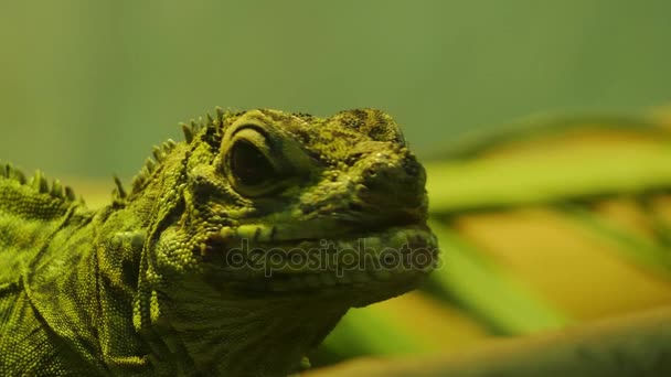 O dragão-de-komodo (Varanus komodoensis), também conhecido como monitor, é uma grande espécie de lagarto encontrada nas ilhas indonésias de Komodo, Rinca, Flores, Gili Motang e Padar. . — Vídeo de Stock
