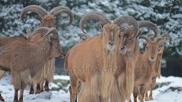 Barbariska får (Ammotragus lervia) är en art av caprid (get-antilop) infödda till steniga berg i Nordafrika. Det är också känd som aoudad, waddan, arui och arruis. — Stockvideo