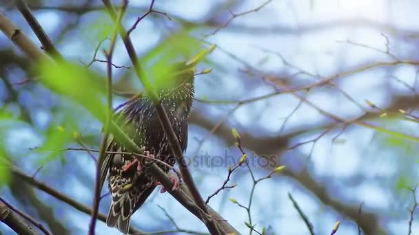 El estornino común (Sturnus vulgaris), también conocido como estornino europeo, o en las Islas Británicas solo el estornino, es un ave paseriforme de tamaño mediano de la familia Sturnidae. . — Vídeos de Stock