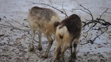 Ren geyiği karibu Kuzey Amerika, olarak da bilinir (Rangifer tarandus), circumpolar dağıtım, kutup, subarctic, tundra, boreal ve dağlık bölgeler için yerli ile geyik familyasından.
