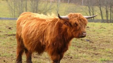 Yayla İskoç sığır ırkı sığırlar. Onlar uzun boynuzları ve renkli siyah, brindle, kırmızı, sarı, beyaz, gümüş veya dun vardır uzun dalgalı kat var ve onlar için öncelikle onların et yetiştirilir.