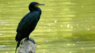 Çift Tepeli karabatak (Phalacrocorax auritus) deniz kuşları karabatak ailesi üyesidir. Turuncu-sarı yüz derisinin çıplak yama vardır.