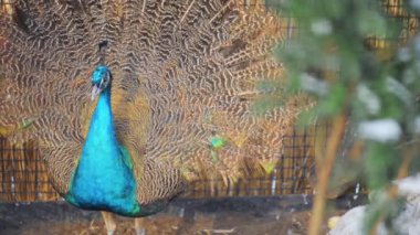 Hint tavuskuşu veya mavi tavus (Pavo cristatus), bir büyük ve parlak renkli kuş türüdür tavus yerli Güney Asya, ama dünyanın birçok diğer bölgelerinde yılında tanıtılan.