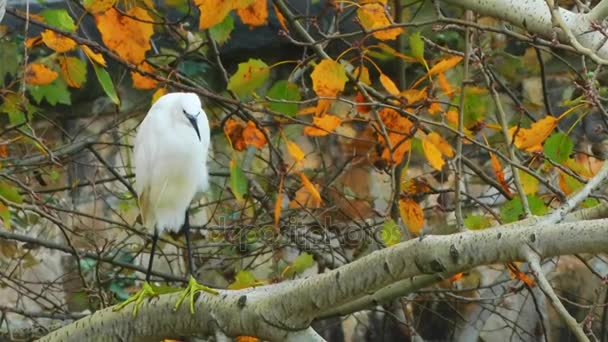 Little egret (Egretta garzetta) is species of small heron in family Ardeidae. Genus name comes from Provencal French Aigrette, egret, diminutive of Aigron, heron. — Stock Video