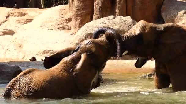 African bush elephant (Loxodonta africana), also known as African savanna elephant, is larger of two species of African Elephants. — Stock Video