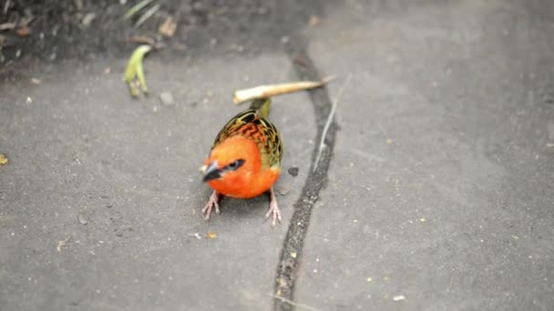 Mauritiusi fodi (Foudia rubra) osztályának ritka madár a weaver család. Mauritius szigetén honos. Akkor minősül a Birdlife International fenyegetõzött. — Stock videók