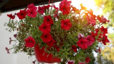 Petunia çiçekli bitkiler Güney Amerika kökenli, tütün, cape bektaşi, domates, ölümcül nightshades, patates ve biber aynı aile, Solanaceae yakından ilgili cinsidir.