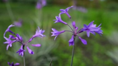 Tulbaghia violacea, olarak da bilinen toplum sarımsak veya pembe Agapanthus'tan almıştır, çiçekli bitki soğan ailesindeki Soğangiller, Afrika'ya yerli ve bildirildi vatandaşlığa Tanzanya ve Meksika familyasından.