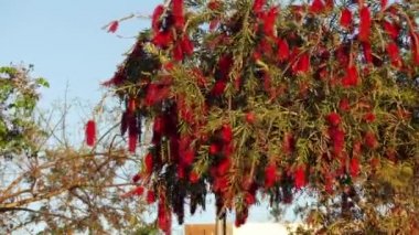 Callistemon çalılar ailesindeki Myrtaceae, öncelikle cins 1814'te açıklanan bir cinsidir. Avustralya için endemik ama diğer bölgelerdeki ekili ve dağınık yerlerde Sigismondi tüm cins.