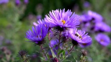 Aster alpinus bir yerli ve Kanada ve Amerika Birleşik Devletleri için yerel (Alpler dahil olmak üzere), Avrupa'nın dağlara süs bitkisidir. Çok yıllık forb Aster ait olduğunu.