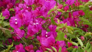Bougainvillea da buganvilla, bugambilia, bouganvilla, pokok bunga kertas, bougenville, Napolyon, jahanamiya, veranera, trinitaria, Santa Rita veya papelillo olarak bilinir.