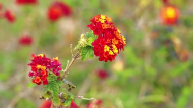 Lantana camara, olarak da bilinen büyük adaçayı (Malezya), yaban-adaçayı, kırmızı-adaçayı, beyaz-adaçayı (Karayipler) ve tickberry (Güney Afrika), verbena Verbenaceae aile içinde çiçekli bitki türü olduğunu.