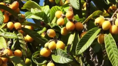 Yenidünya (Eriobotrya japonica, pipa, pei paa) familyasından bir bitki ailesindeki Gülgiller, soğutucu tepe bölgelerinde Çin'e Orta-Güney Çin'e.