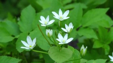 Tükürük otu çok yıllık bitkiler çoğunlukla anavatanı Güney Avrupa ve Güney Afrika Asparagaceae ailesine ait cinsidir. Bazı türler Caucasus gibi diğer alanlarda yerli vardır.