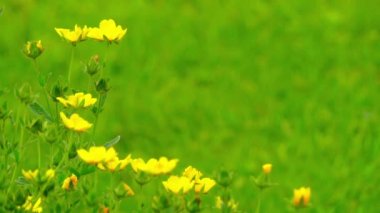 Potentilla yıllık, Bienal ve çok yıllık otsu bitkiler gül ailesi, gülgiller 300'den fazla tür içeren cinstir. Onlar genellikle İngilizce cinquefoils denir.