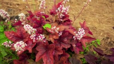 Heuchera villosa, tüylü alumroot, küçük yaprak dökmeyen çok yıllık yerli için Doğu Amerika Birleşik Devletleri olduğunu. Bu sadece rock mostraları kayalıklarla ve kayalar üzerinde büyüyen üzerinde bulunur.