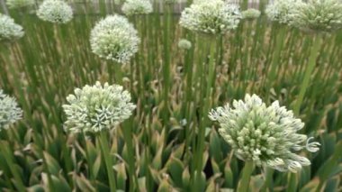 Allium stipitatum, Farsça soğancık, soğan orta ve Güneybatı Asya için yerel Asya bir türüdür. Yumurtalık için atıfta küçük sapı ile sıfat stipitatum anlamına gelir.