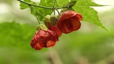 Abutilon büyük çiçekli bitkiler ebegümeci ailesinde, Ebegümecigiller familyasından. Hint ebegümeci ve velvetleaf genel ortak adlarını içerir