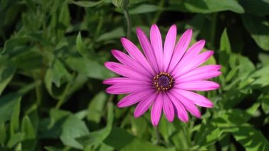 Osteospermum daisybushes, Calenduleae, bir daha küçük ayçiçeği veya papatya aile bitki kabilelerin ait bitki cinsidir. Osteospermum cins Dimorphotheca aitti.