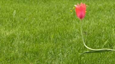 Lale (Tulipa) form bahar çiçek açan çok yıllık otsu bulbiferous geophytes (ampuller depolama organları olarak sahip) cinsi. Lale ile birlikte 14 diğer cins Melanthiaceae (lily) ailesinin bir üyesidir.