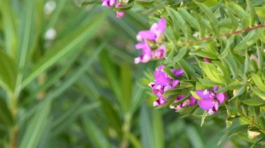 Polygala myrtifolia, Mersin-yaprak milkwort, bir yaprak dökmeyen 2-4 m boyunda Güney Afrikalı çalı veya Western Cape'deki/daki çevre Clanwilliam ağaçtan Kwazulu-Natal için var. Polygalaceae milkwort ailesine ait.
