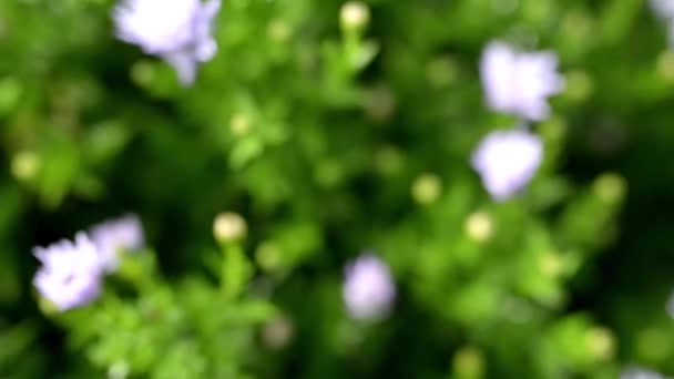 Symphyotrichum novae-angliae comúnmente conocida como astra de Nueva Inglaterra, margarita peluda de Michaelmas o margarita de Michaelmas, es una planta herbácea perenne con flores en la familia de las Asteraceae. . — Vídeos de Stock
