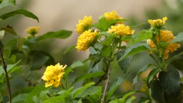 Lantana camara, auch bekannt als Großer Salbei (Malaysia), Wilder Salbei, Roter Salbei, Weißer Salbei (Karibik) und Preiselbeere (Südafrika), ist eine blühende Pflanze aus der Familie der Eisenkrautgewächse, Verbenaceae. — Stockvideo