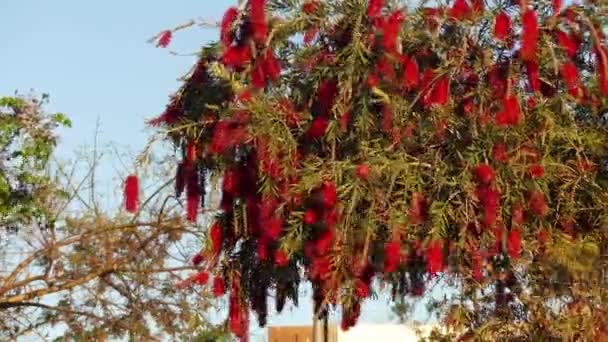 Callistemon är släkte buskar i familjen myrtenväxter, först beskrivs som släkte 1814. Hela släktet Tisiphone men odlas i andra regioner och naturaliserad i spridda platser. — Stockvideo