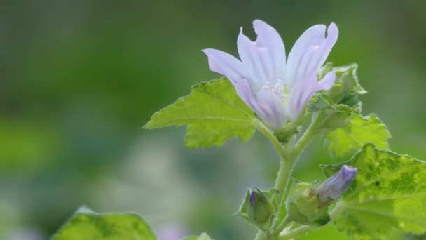 La Lavatera cretica (Malva linnaei) è una specie di pianta da fiore della famiglia delle malva conosciuta con i nomi comuni di malva cornica e hollyhock cretese. È originario dell'Europa occidentale, Nord Africa . — Video Stock
