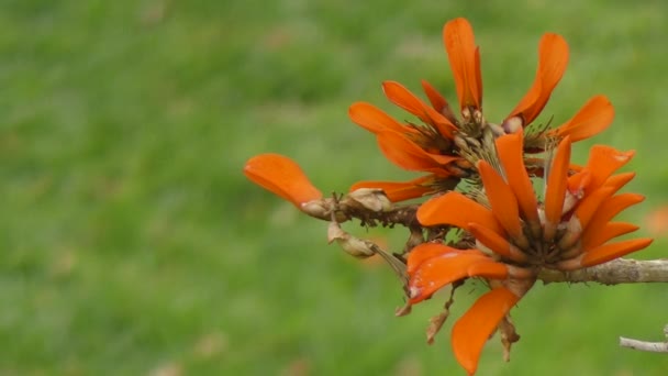 エリスリナ coralloides (炎コーラル ツリー、裸のコーラル ツリー) エンドウ豆家族、メキシコ東部原産であるマメ科の花木の種であります。それはオアハカにタマウリパス州南から範囲します。. — ストック動画