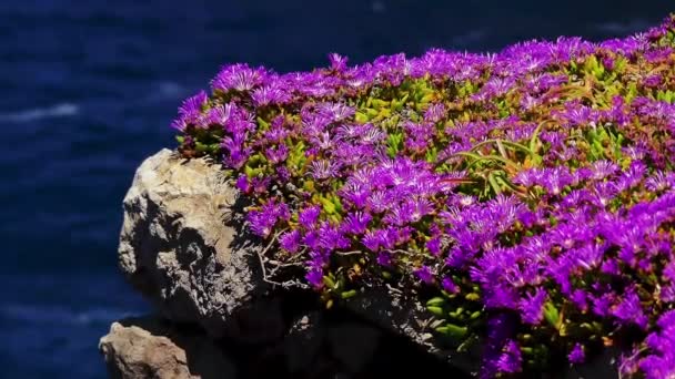 Delosperma cooperi (Mesembryanthemum cooperi — Stockvideo