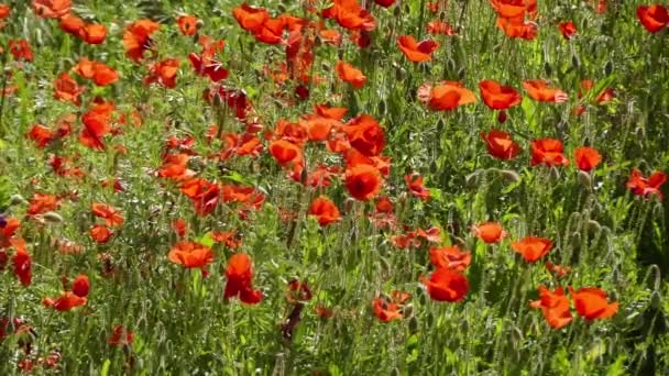 Papaver rhoeas (names include common poppy, corn poppy, corn rose, field poppy, Flanders poppy or red poppy) is an annual herbaceous species of flowering plant in poppy family, Papaveraceae. — Stock Video