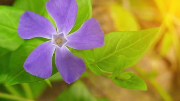 Vinca (普通名小长春或矮长春) 是开花植物的种类。其他名字小长春, 共同的长春, 有时在美国或匍匐默特尔. — 图库视频影像