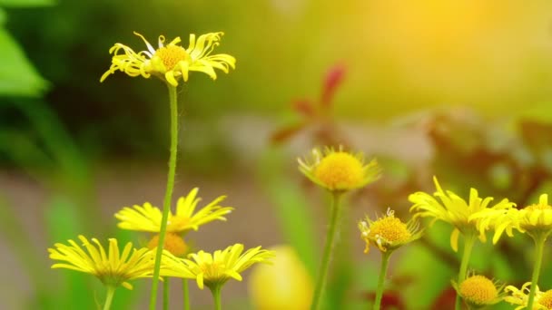 Inula çiçekli bitkiler bitki ailesindeki yaklaşık 90 türlerin büyük bir cinstir. Bazı özellikleri taşımak kıllar, düz capitulum ve saman eksikliği içerir. — Stok video