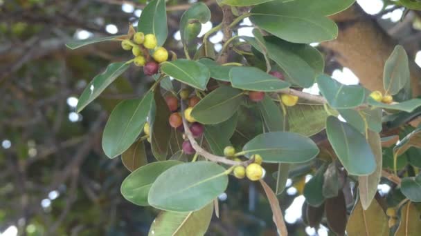 Ficus obliqua, vulgarmente conhecido como figo de folhas pequenas, é uma árvore da família Moraceae, nativa do leste da Austrália, Nova Guiné, Indonésia oriental a Sulawesi e ilhas no sudoeste do Oceano Pacífico. . — Vídeo de Stock