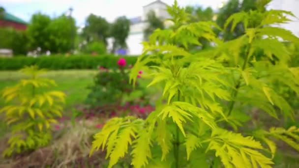 Sambucus ist eine Gattung blühender Pflanzen aus der Familie der Adoxaceae. verschiedene Arten werden gemeinhin Holunder oder Holunder genannt. — Stockvideo