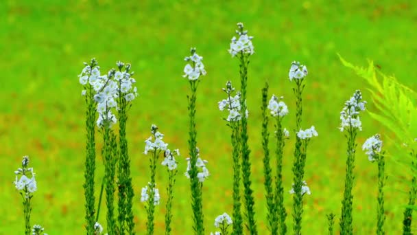 Veronica gentianoides (Gentian speedwell) es una especie de planta perenne con flores perteneciente a la familia Plantaginaceae. . — Vídeo de stock
