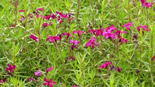 Dianthus armeria (Deptford rosa) är arter av Dianthus infödda till större delen av Europa, från Portugal norrut till södra Skottland och södra Finland, och österut till Ukraina och Kaukasus. — Stockvideo