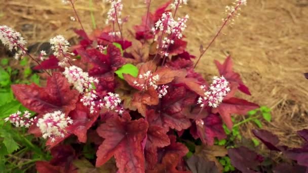 Heuchera villosa, hairy alumroot, is small evergreen perennial native to Eastern United States. It is found only on rock outcrops, growing on cliffs and boulders. — Stock Video