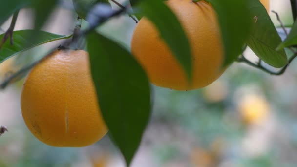 Спелые апельсины, висящие на ветке крупным планом — стоковое видео