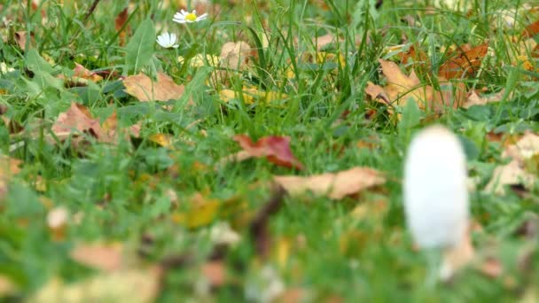 Fjällig bläcksvamp, shaggy ink cap, advokatens peruk eller shaggy mane, är vanlig svamp ses ofta växer på gräsmattor, längs grusvägar och avfall områden. Ung frukt organ först visas som vita cylindrar. — Stockvideo