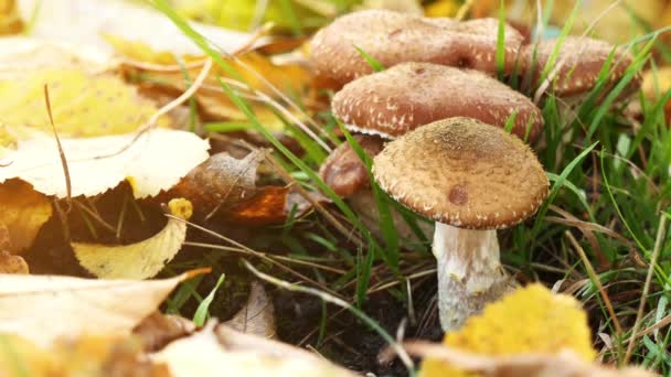 Muggen kruipen over paddestoelen. Echte honingzwam, beter bekend als de honingzwam, is lange schimmel in geslacht Armillaria. Het is een plant pathogen. — Stockvideo