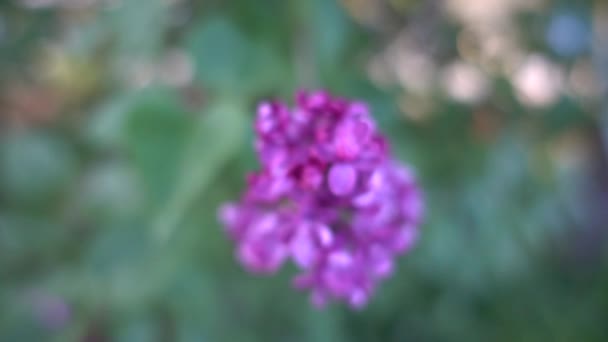 Syringa (lila) es un género de 12 especies de plantas leñosas con flores actualmente reconocidas en la familia de las olivas (Oleaceae), nativas de bosques y matorrales desde el sudeste de Europa hasta el este de Asia. . — Vídeos de Stock