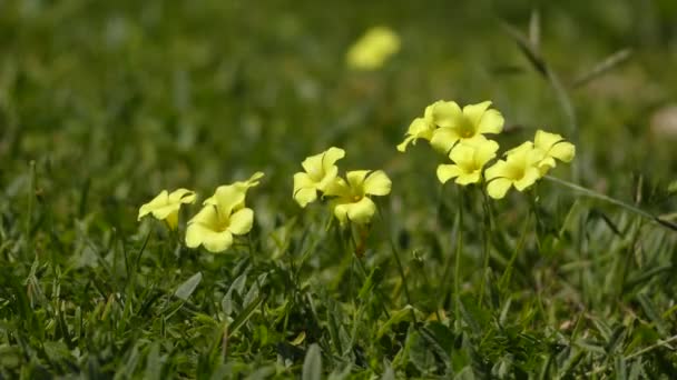 Oxalis pes-caprae (Βερμούδες νεραγκούλα, αφρικανική ξύλινος-sorrel, Βερμούδες οξαλίδα, νεραγκούλα oxalis, Ακρωτήριο οξαλίδα, Αγγλικά ζιζανίων, κατσικίσιο-πόδι, sourgrass, soursob και Γουανάμπανα, άμετρο, cernua). — Αρχείο Βίντεο