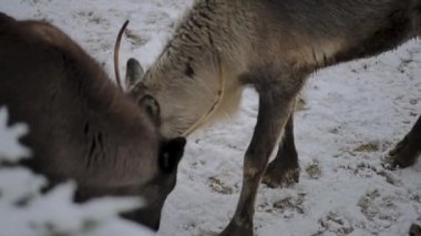 Ren geyiği karibu Kuzey Amerika, olarak da bilinir (Rangifer tarandus), circumpolar dağıtım, kutup, subarctic, tundra, boreal ve dağlık bölgeler için yerli ile geyik familyasından.