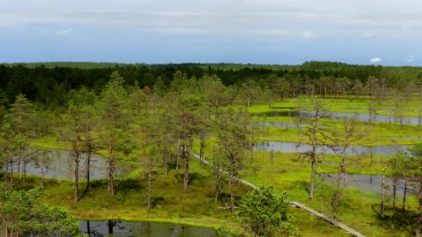 在拉，爱沙尼亚病毒 Raba 沼泽场全景图. — 图库视频影像